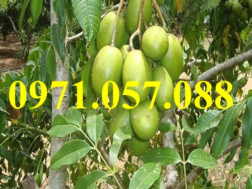 Cây giống cóc thái